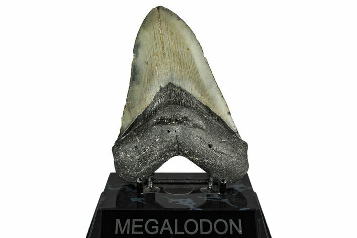 Fossil Megalodon Tooth - North Carolina #351732